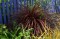 Dwarf clumping red cordyline - Cordyline pumila purpurea  